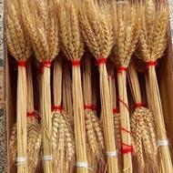 دسته خوشه گندم