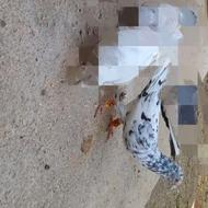 کبوتر هفترنگ