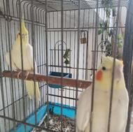 فروش طوطی عروس