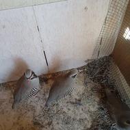 کبک نر از نژاد کردستان