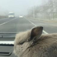 خرگوش لپ سالم