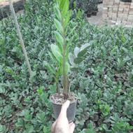 زامفولیا سبز گلدان 12 پرتراکم و پرریزوم