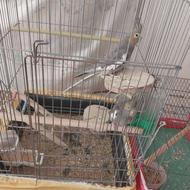 عروس هلندی 2 ماده