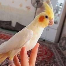 عروس هلندی لوتینو بالغ اماده جوجه گیری