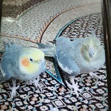 عروس هلندی نر ماده