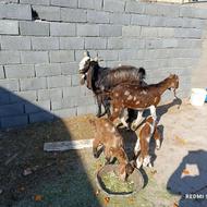 بز نر بز اصل بزغاله