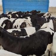 فروش گوساله هلشتاین