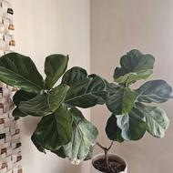 گیاه فیکوس لیراتا آفریقایی