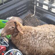 گوسفند زنده جهت قربانی