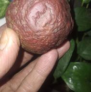 سنگ قیمتی شایدشهاب