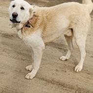 سگ پژدر واگذاری