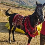 فروش اسب مادیان سالم