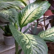 گل فیکوس و عکس دومی