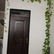 گل پتوس دورنگ