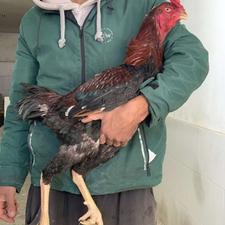 3 عددجوجه خروس لاری