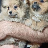 سگ پامرانین توله سگ پامر