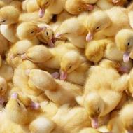 فروش جوجه غاز و اردک گوشتی و راس 308