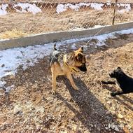 توله سگ ژرمن