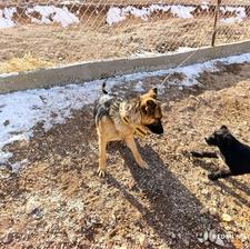 توله سگ ژرمن