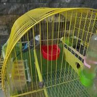 دو عدد مرغ عشق سالم و سرحال همراه با قفس و کلیه لوازم