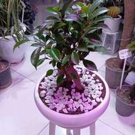 بونسای جنسینک