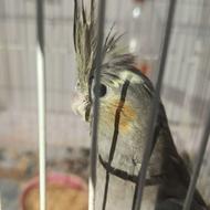 عروس هلندی دستی و قفس کاسکویی