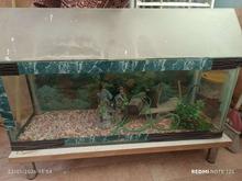 اکواریوم با پایه در شیپور