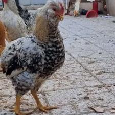 خروس گلین زیبا