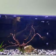 اکواریوم زیبا