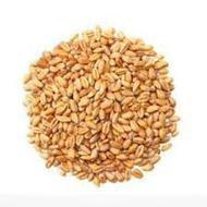 خریدار گندم هستم