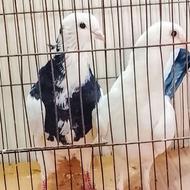 کبوتر پرشی سو دار کد 4