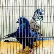 کبوتر پرشی کد 6