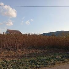 علف زنی با چمن زن