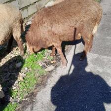 گوسفند درجه یک