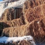 علف 30عدد دانه