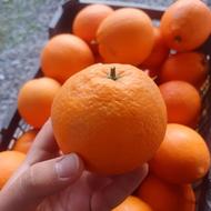 پرتقال تامسون درجه یک