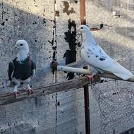 یه جفت کبوتر پرشی بسیار خوش خال و خوش سو