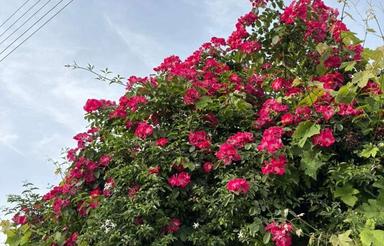 1080متر باغ که 250 متر مجوز ساخت دارد همراه با برق و چاه و ا