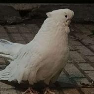 کبوتر نوکقنار