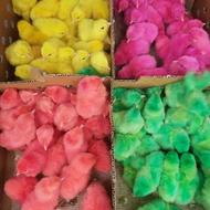 جوجه رنگی وگلپایگان