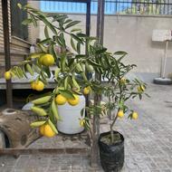 درخت لیمو ترش