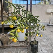 درخت لیمو ترش