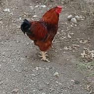 فروش خروس محلی