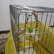 دو عدد مرغ عشق سالم