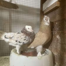 نرماده سرور کولکسیونی