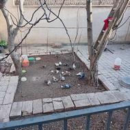 کبوتر هوا میکنم تو آسمون سلامت و ببین