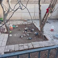 کبوتر هوا میکنم تو آسمون سلامت و ببین