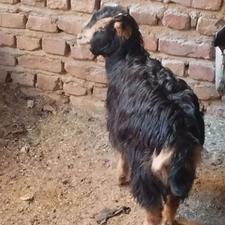 بزغاله ماده