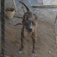 سگ پیت بول اصل بگیر و تربیت شده واگذاری