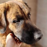 سگ ژرمن میکس واگذاری